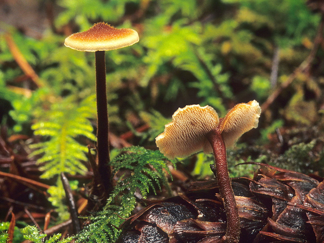 Представитель Семейства Auriscalpiaceae